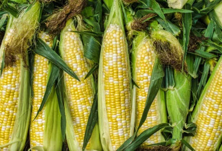 Fresh Whole Corn, Case
